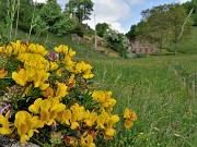 56 Lotus corniculatus (Ginestrino)